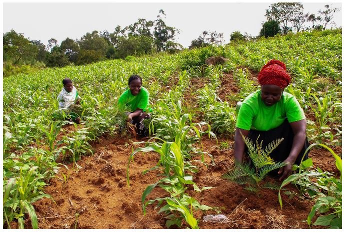 Purple Surgical’s commitment to planting trees in 2024
